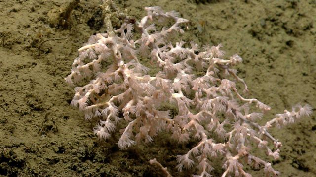 Deep sea coral Picture