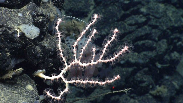 Small whitish pink octocoral on rock outcrop with polyps extended Picture