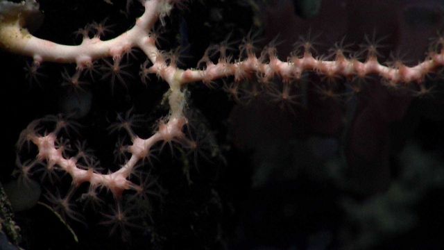 Deep sea coral Picture