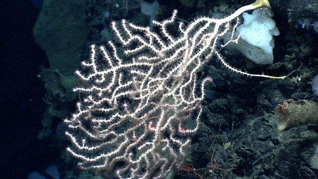 Deep sea coral Picture