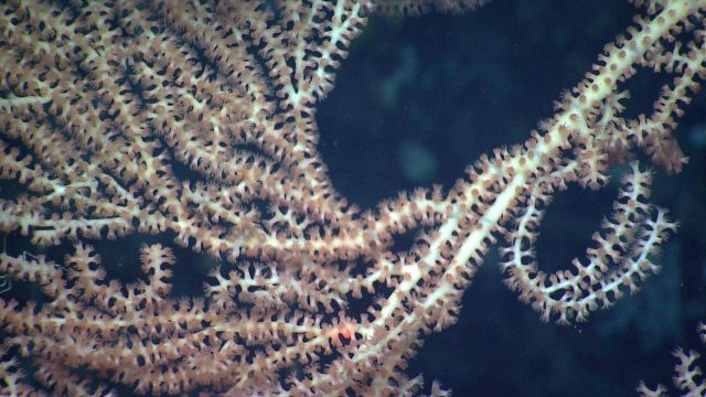 Deep sea coral Picture