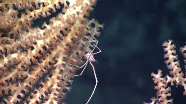 Deep sea coral Picture