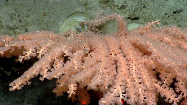 Deep sea coral Picture