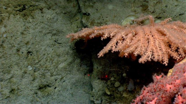 Looking down axis of coral bush that has polyps extended with paragorgia coral in lower right Picture