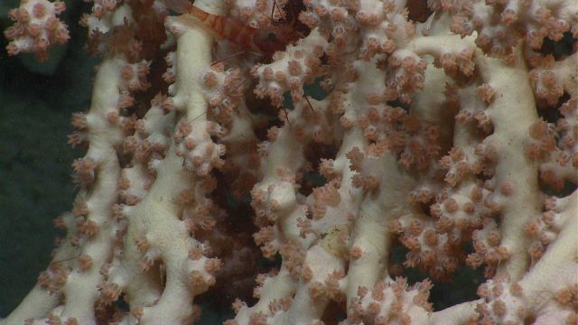 A beautiful white octocoral with a red-banded shrimp in upper center of image Picture