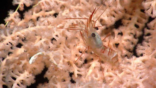 Deep sea coral Picture
