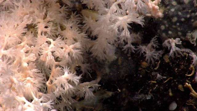 Beautiful white octocorals and small tube worms on a black rock outcrop Picture