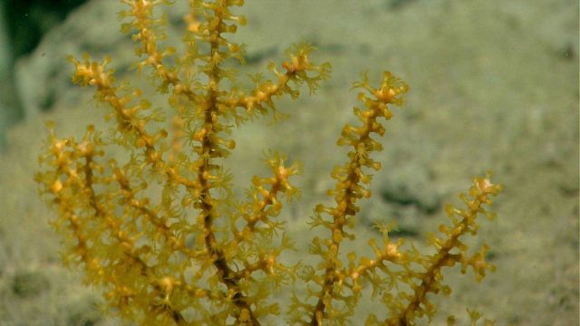 Deep sea coral Picture