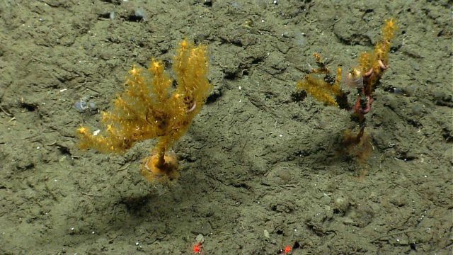 Two paramuricid coral bushes with associated brittle stars Picture