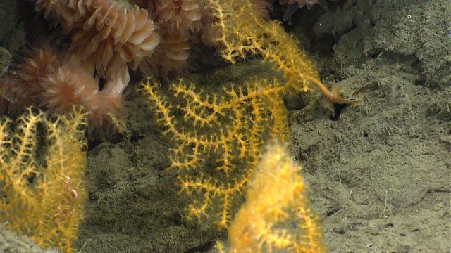 Deep sea coral Picture