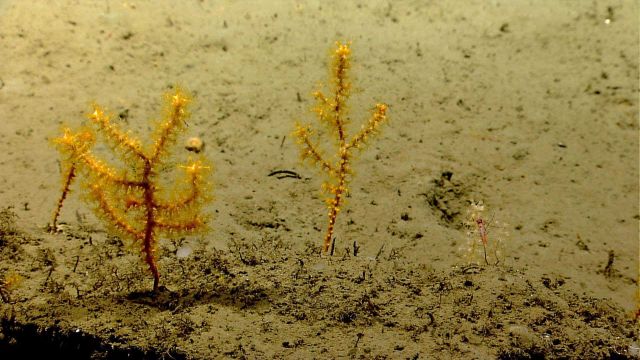 Paramuricid coral on mud bottom Picture