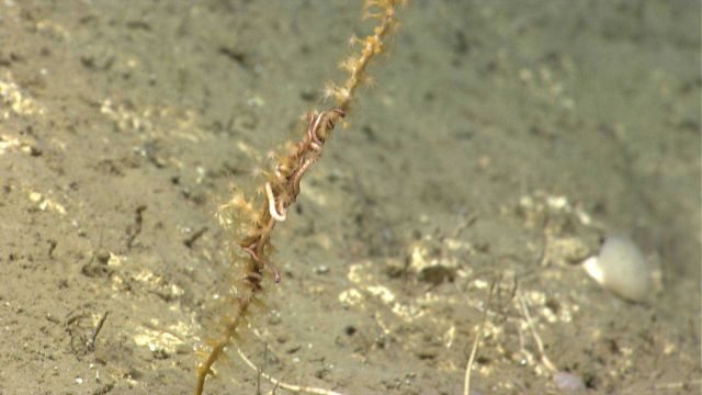 Deep sea coral Picture