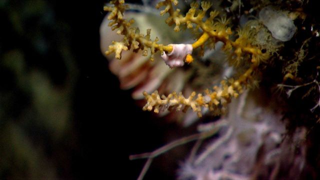 Deep sea coral Picture