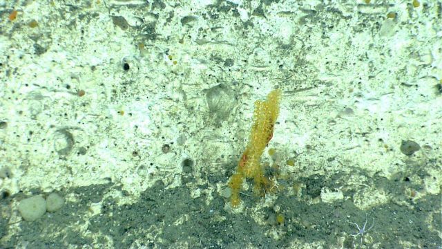 A paramuricid coral with associated brittle star on a vertical rock face Picture