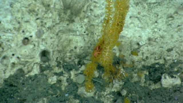 A paramuricid coral with associated brittle star on a vertical rock face Picture