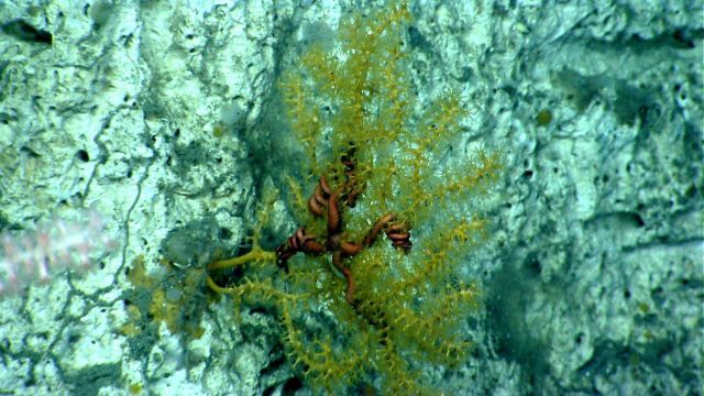 A paramuricid coral with associated brittle star on a vertical rock face Picture