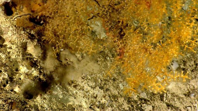 Deep sea coral Picture