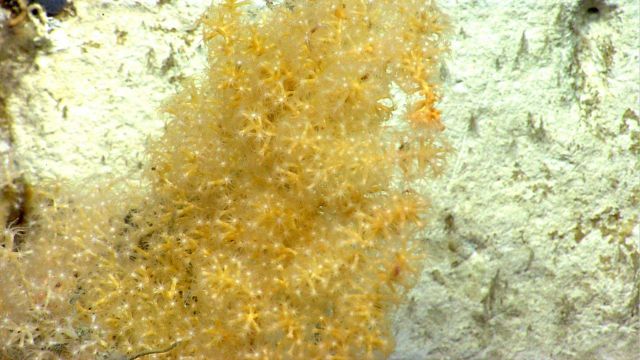 Deep sea coral Picture