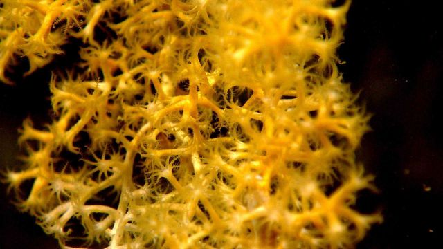 Deep sea coral Picture