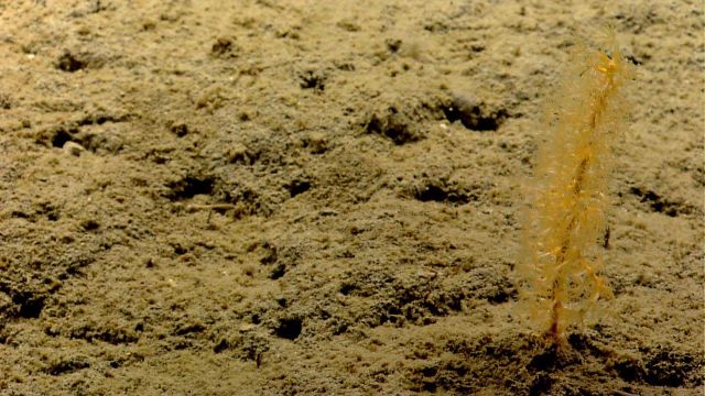 Deep sea coral Picture