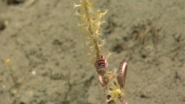 Deep sea coral Picture