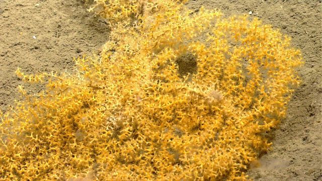 Deep sea coral Picture