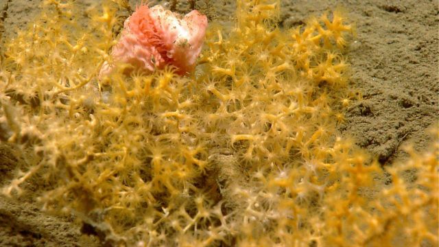 Deep sea coral Picture