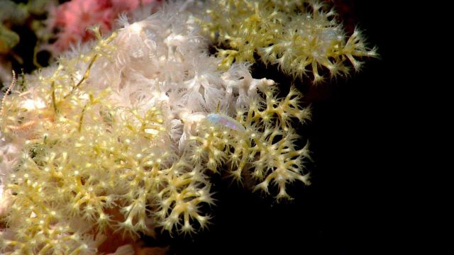 Deep sea coral Picture