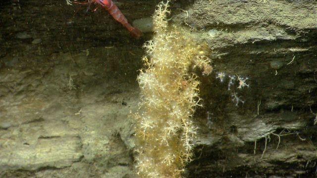 Deep sea coral. Picture
