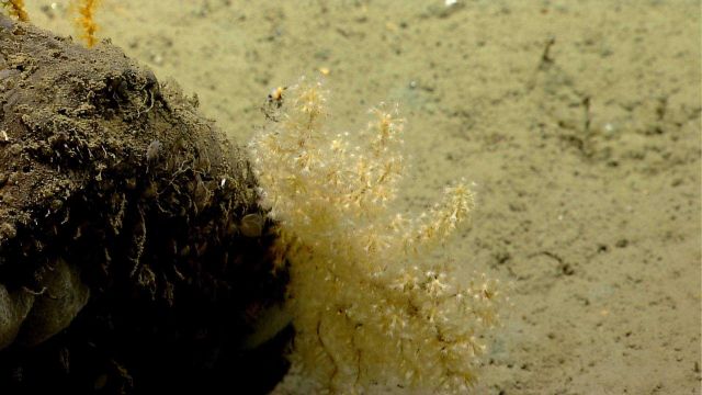Deep sea coral Picture
