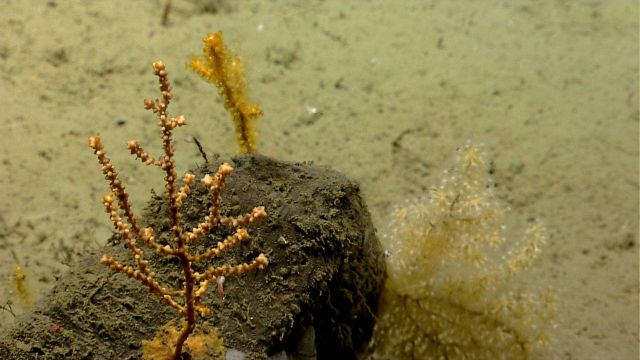 Deep sea coral Picture