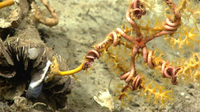 Deep sea coral Picture