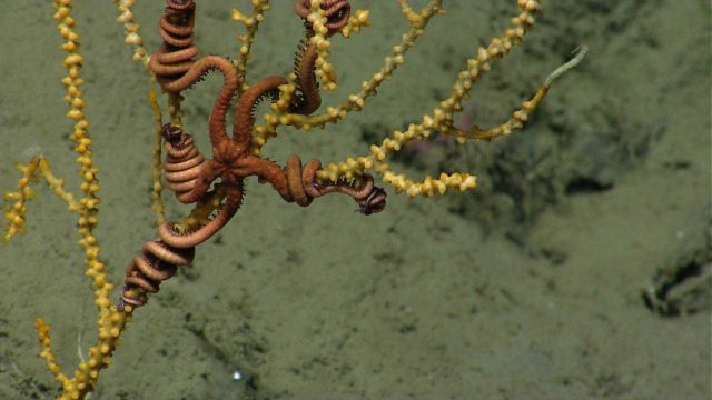 Deep sea coral Picture