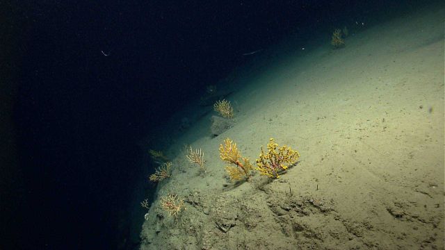 Deep sea coral Picture