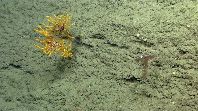 Deep sea coral Picture