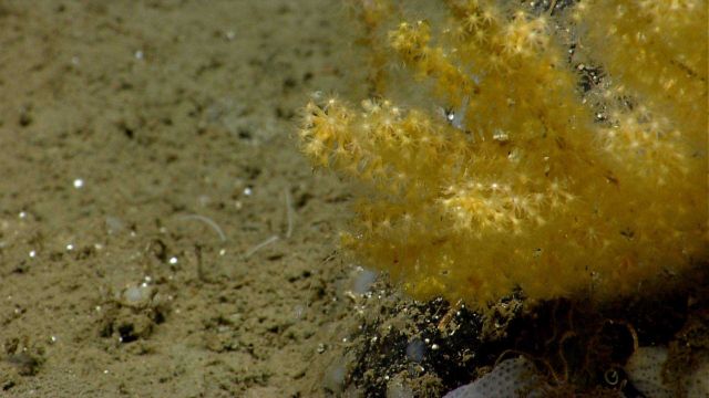 Deep sea coral Picture