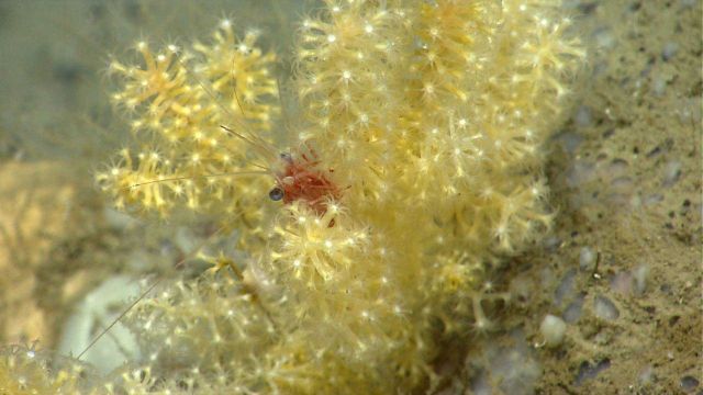 Deep sea coral Picture