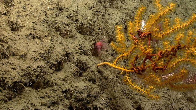 Deep sea coral Picture