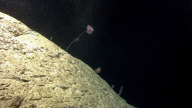Deep sea coral Picture