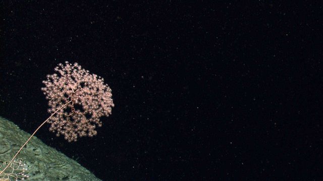 Deep sea coral Picture