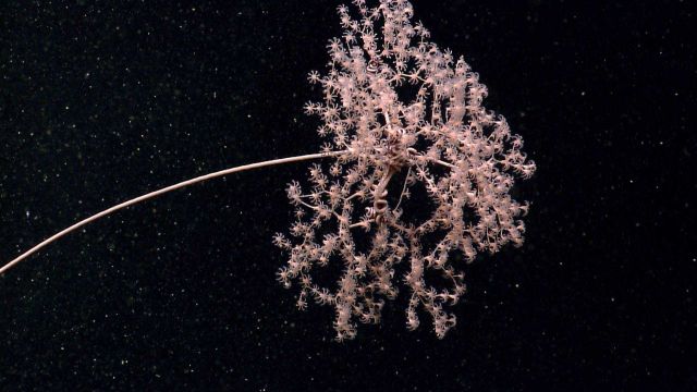 Deep sea coral Picture