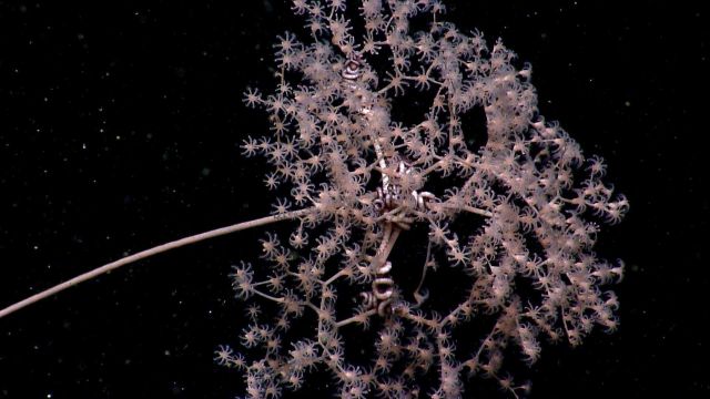 Deep sea coral Picture