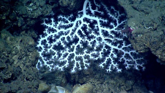 Deep sea coral Picture