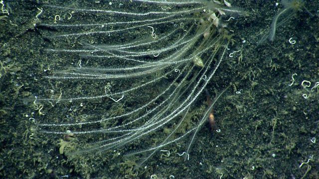 Deep sea coral Picture