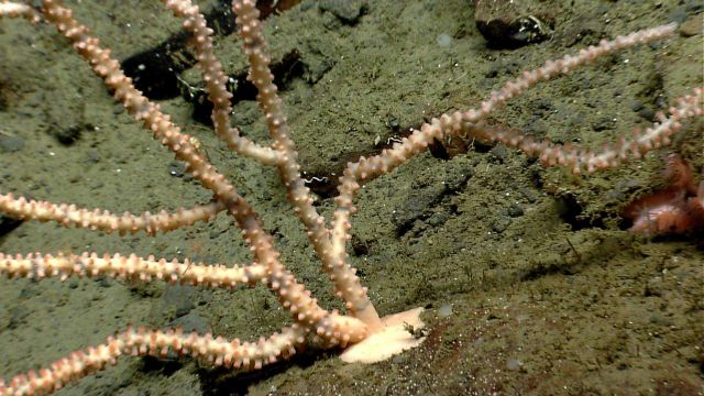 Deep sea coral Picture