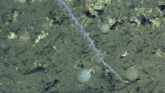 Deep sea coral Picture