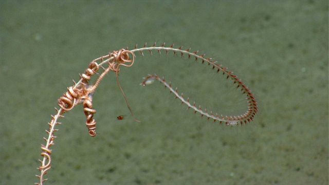 Deep sea coral Picture