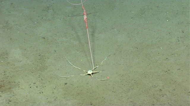 Deep sea coral Picture