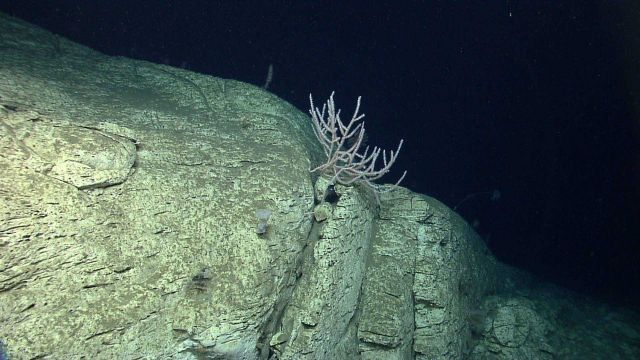 Deep sea coral Picture