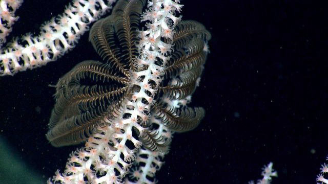 Deep sea coral Picture